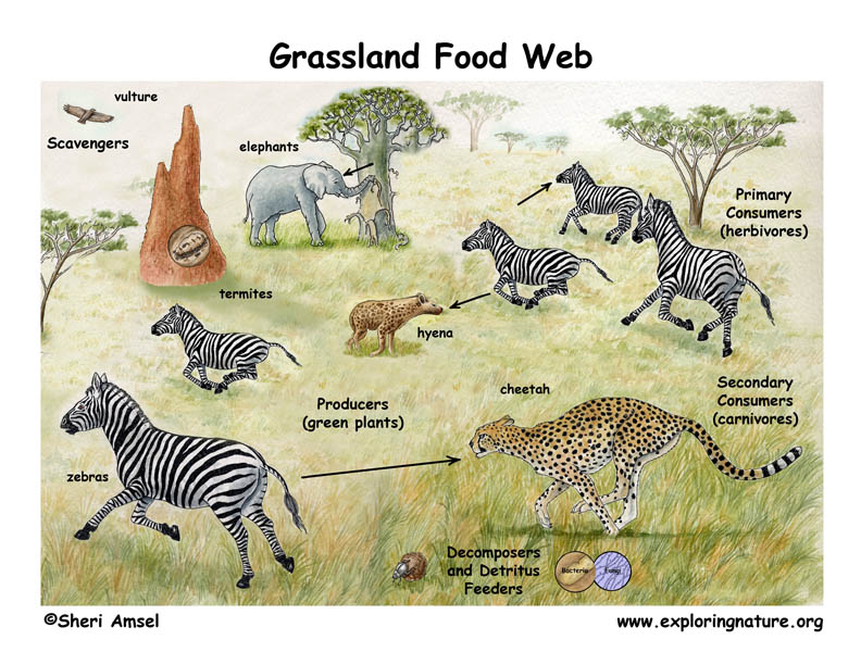 cheetah food pyramid