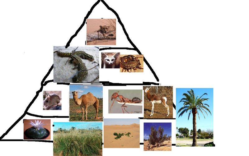 cheetah food pyramid